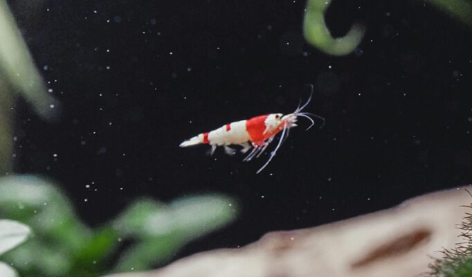crystal red shrimp